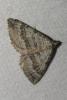 Scotopteryx bipunctaria